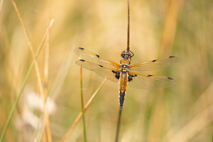 Dragonfly in the reeds by Steffie van der Putten