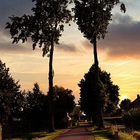 Aarle deux arbres HMS sur HMS