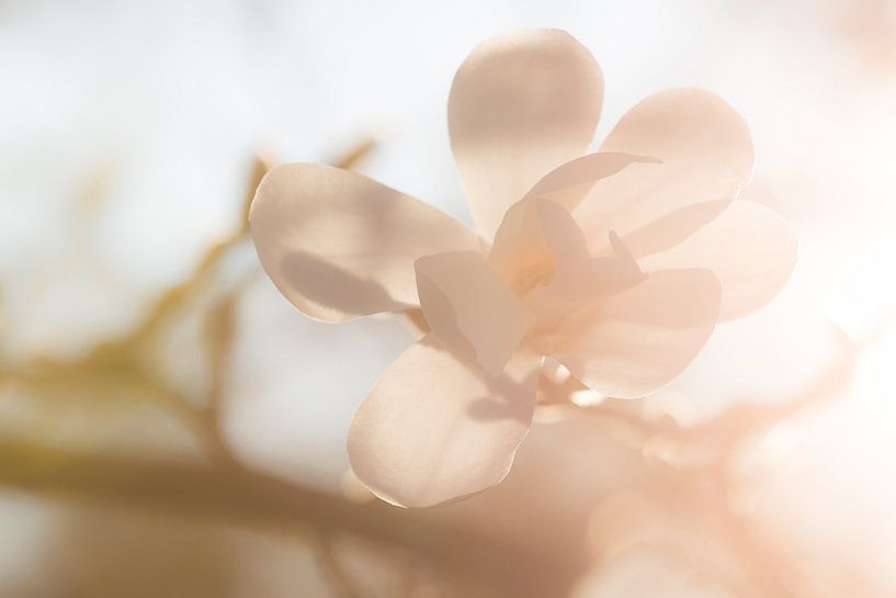 New Beginning von Dion van den Boom