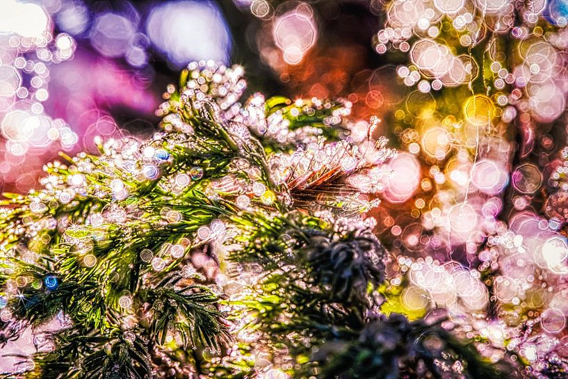 Märchenlichter im Winter von Nicc Koch