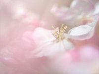 Fleur de pommier, douceur rêveuse