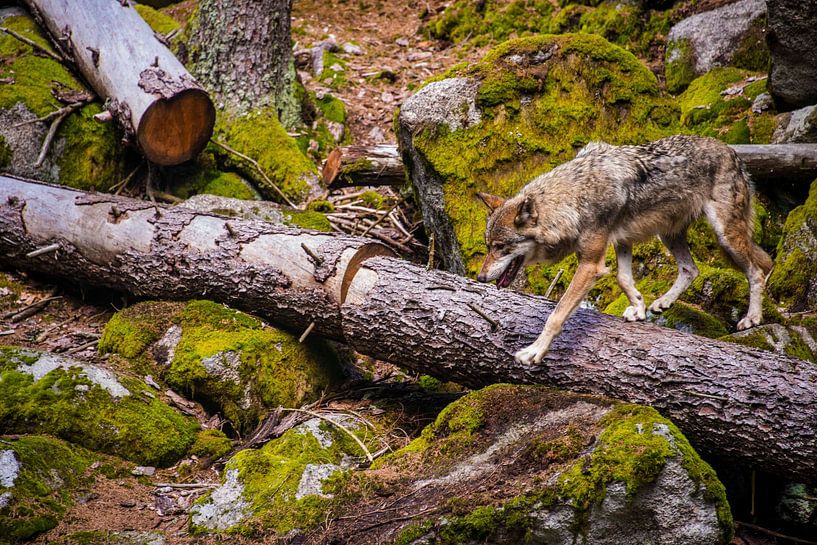 Der Wolf im Wald von Beeldspraak