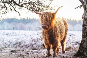 Highlander écossais