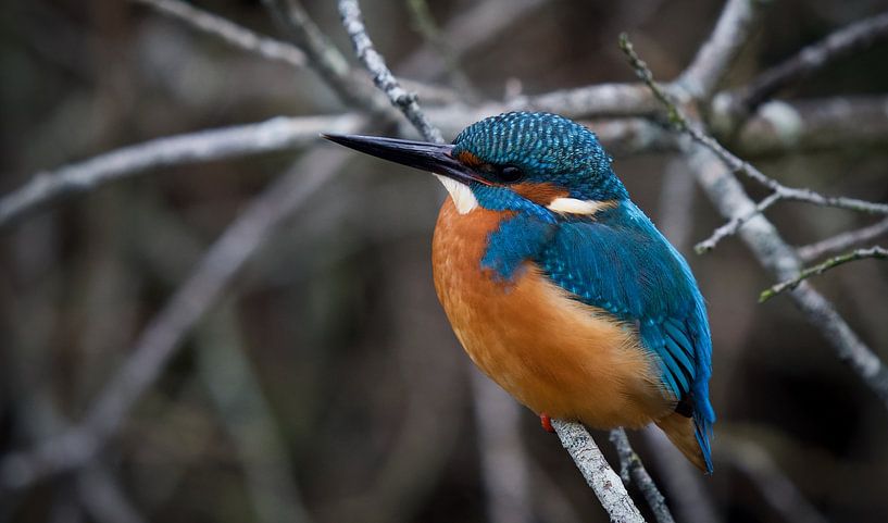 Kingfisher by Ronald Kromkamp