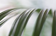 Koningspalm close-up planten van Watze D. de Haan thumbnail
