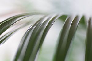 King palm close-up planting