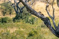 Léopard allongé sur une branche – Serengeti, Tanzanie