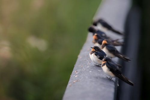 Boerenzwaluwen op een bruggetje