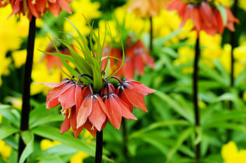 Fritillaria Vivaldi