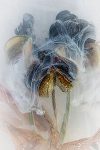 Inkwater Flowers - Amaryllis