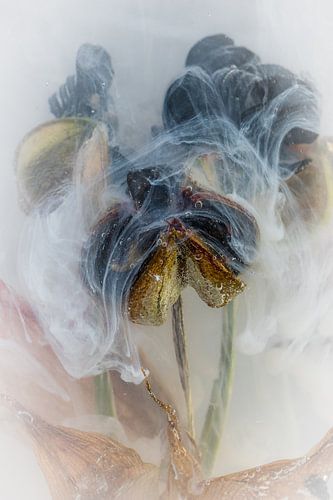 Inkwater Flowers - Amaryllis von Jürgen Schmittdiel Photography