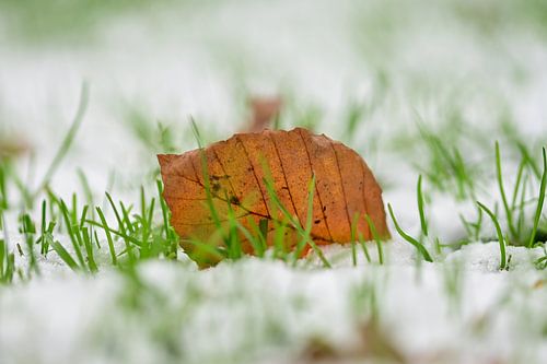 Winters Contrast: Herfstblad in de Sneeuw