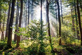 Sunbeams filtering through the trees (Exloo) by Alexander van der Molen
