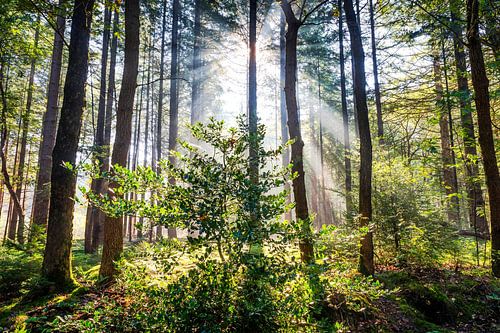 Sonnenstrahlen zwischen den Bäumen (Exloo)