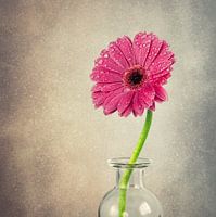 Gerbera