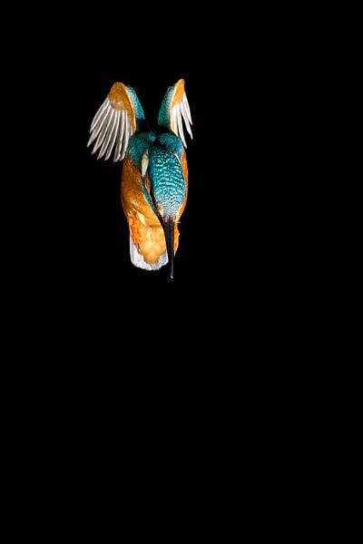 Eisvogel, der im Wurf fotografiert wurde. von Jeroen Stel