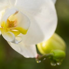 Snowwhite by Miranda Romer