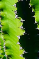 Close-up van cactus met scherpe naalden en schaduw