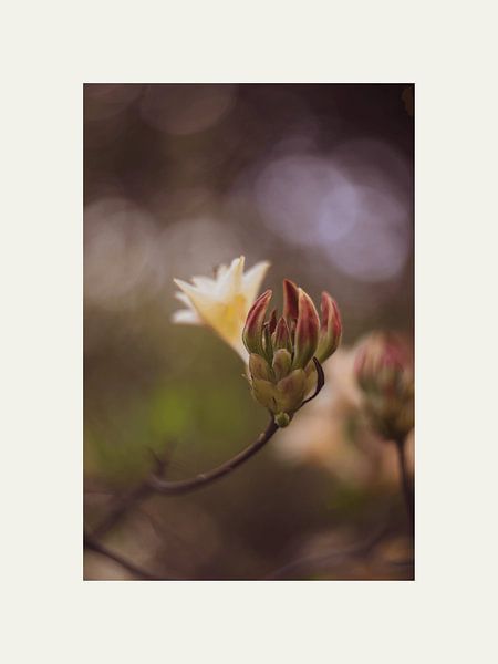 Blumen im Vintage-Look von @Unique