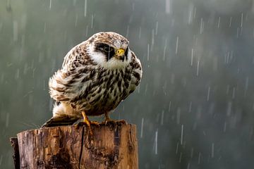 Roodpootvalk in de regen. van Gianni Argese