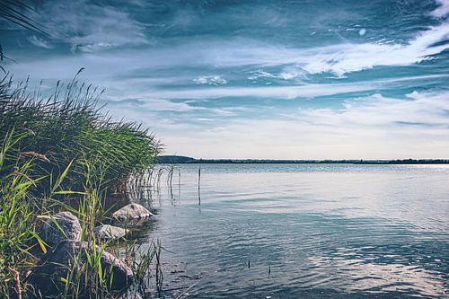 Riet in het midden van het meer - Zwemmen tegen de stroom in