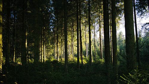 forest of tros marret