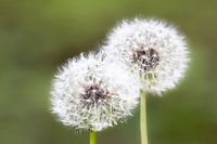 Dandelions