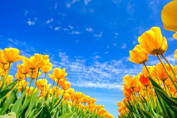 Tulips growing in a field during a beautiful springtime day by Sjoerd van der Wal Photography