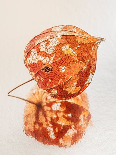 Vergankelijkheid: Lampionnetje vergaat langzaam