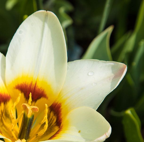 Keukenhof von Wendy Bierings