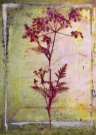 Notes of a wild flower