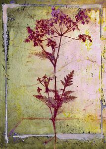 Notizen einer Wildblume