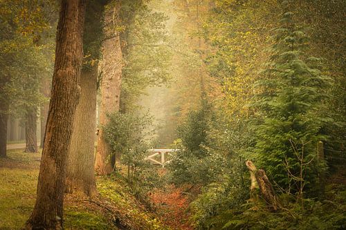 Mini bruggetje in het bos van Oranjewoud