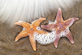 Étoile de mer
