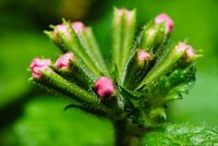 Flower Macro