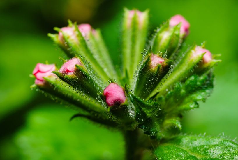 Flower Macro von Johan Slagers