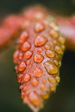 Rotes Herbstlaub mit Regentropfen, Makrofotografie von Lindy Schenk-Smit