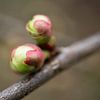 Pink and Green Quince Fruit Flower Buds 0309 by Iris Holzer Richardson