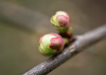 Roze en groene kweepeer bloemknoppen 0309 van Iris Holzer Richardson