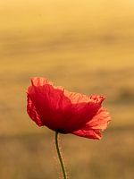 Mohnblume I