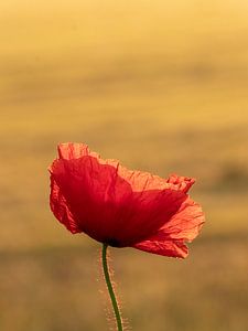 Coquelicot I