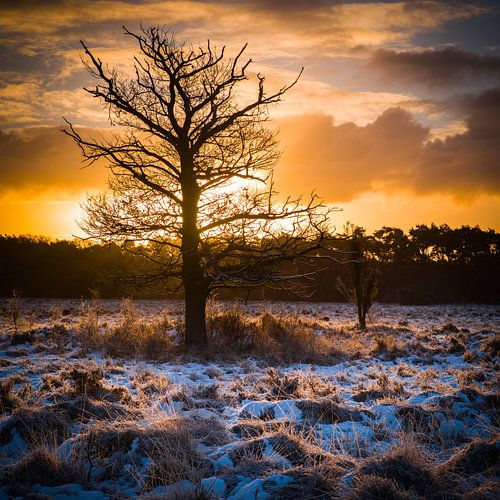 Ontdek de Magie van Buurserzand: Prachtige Natuurfoto's met Avondrood van Eriks Photoshop
