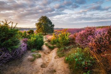 violette Landschaft von Pim Leijen