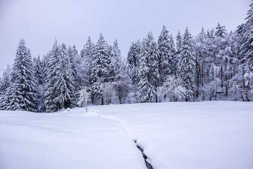 Cross-country skiing in the snowy Thuringian Forest near Floh-Seligenthal - Thuringia - Germany by Oliver Hlavaty