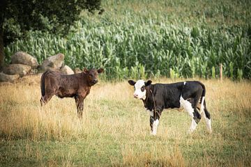 Calf in meadow by Kashja Neels
