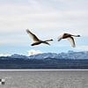 Alpen, Bodensee und Schwäne von aRi F. Huber