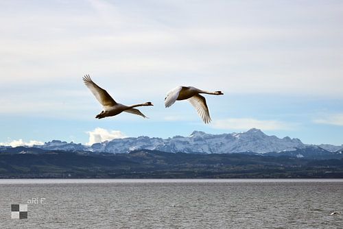 Alps, Lake Constance and swans