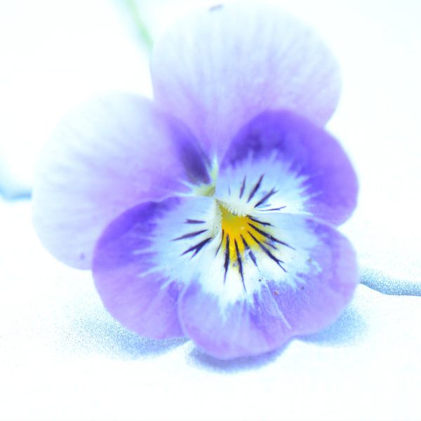 Viooltje by Tina van der Veen