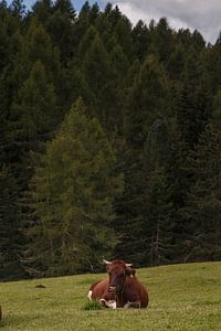 Vache dans une prairie alpine dans les Dolomites sur Menno Schaefer