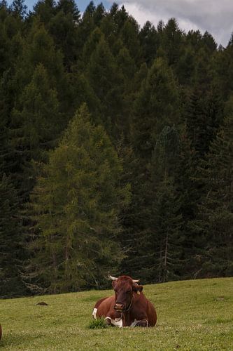 Cow on an alpine meadow in the Dolomites